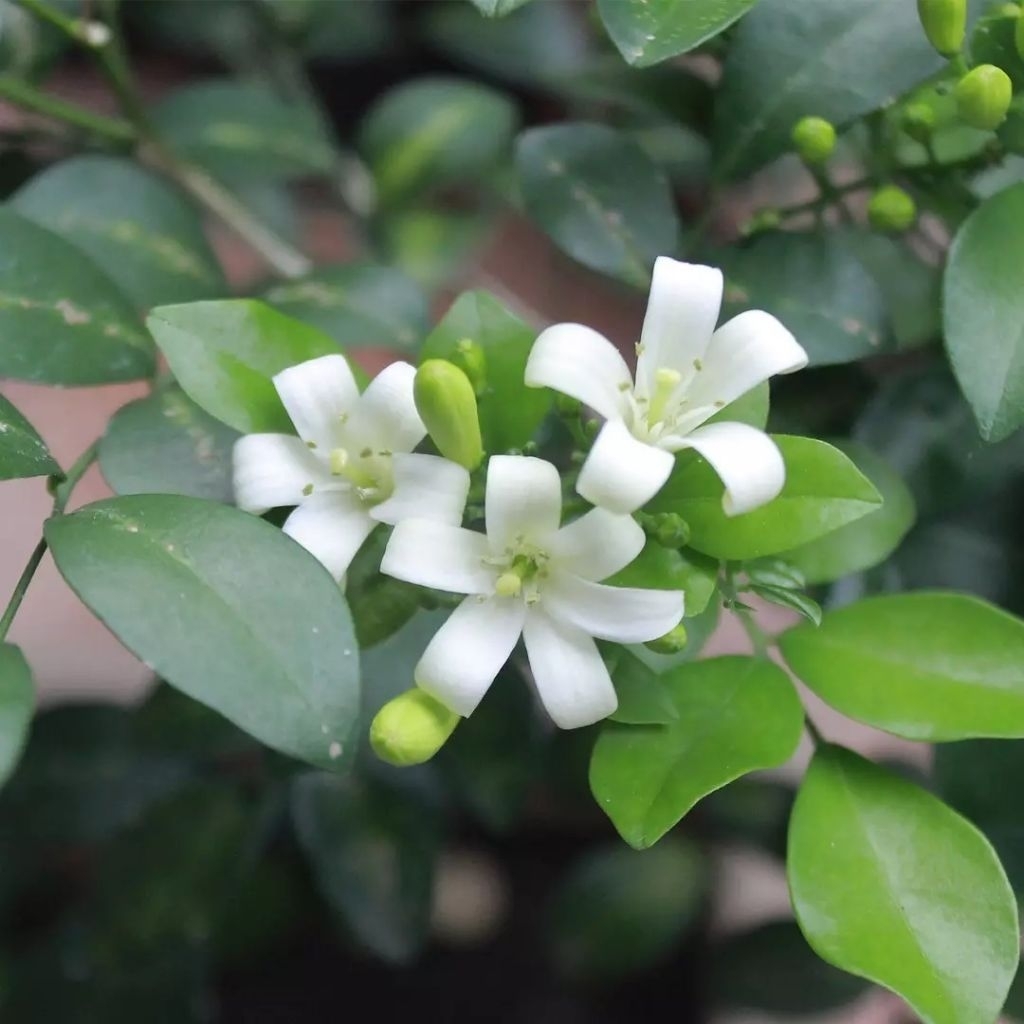 Tanaman hias kemuning jepang - kemuning wangi