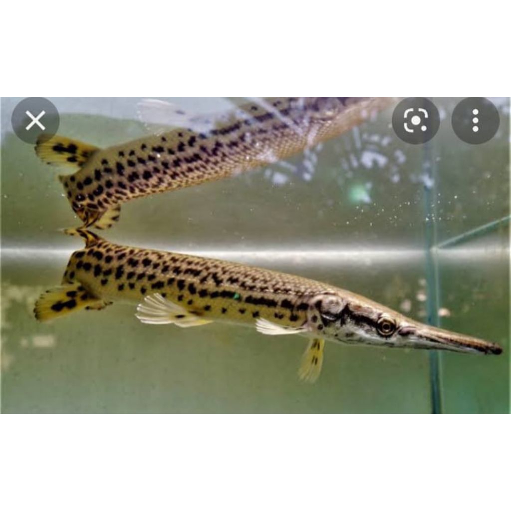 Florida gar ukuran 10-14cm warna lucu cantik
