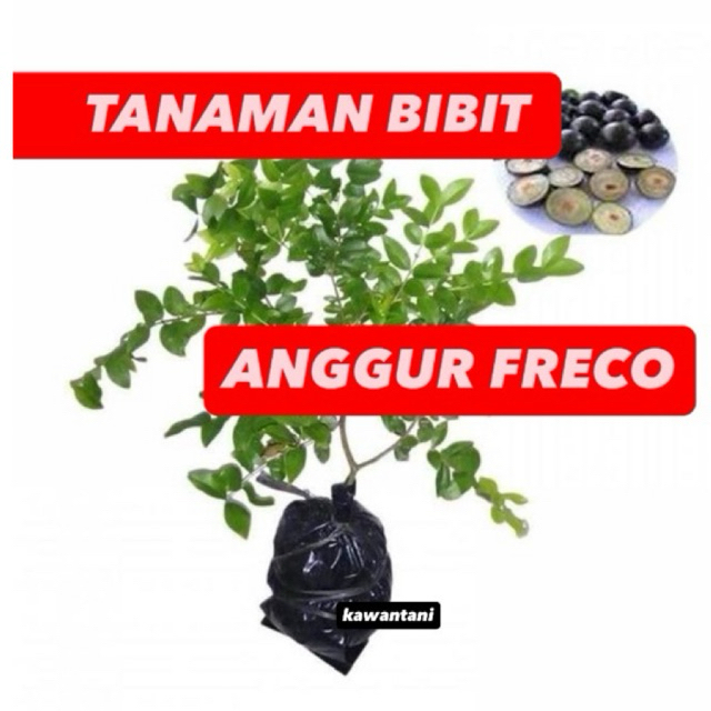 Bibit anggur pohon jenis preco semi tabulampot