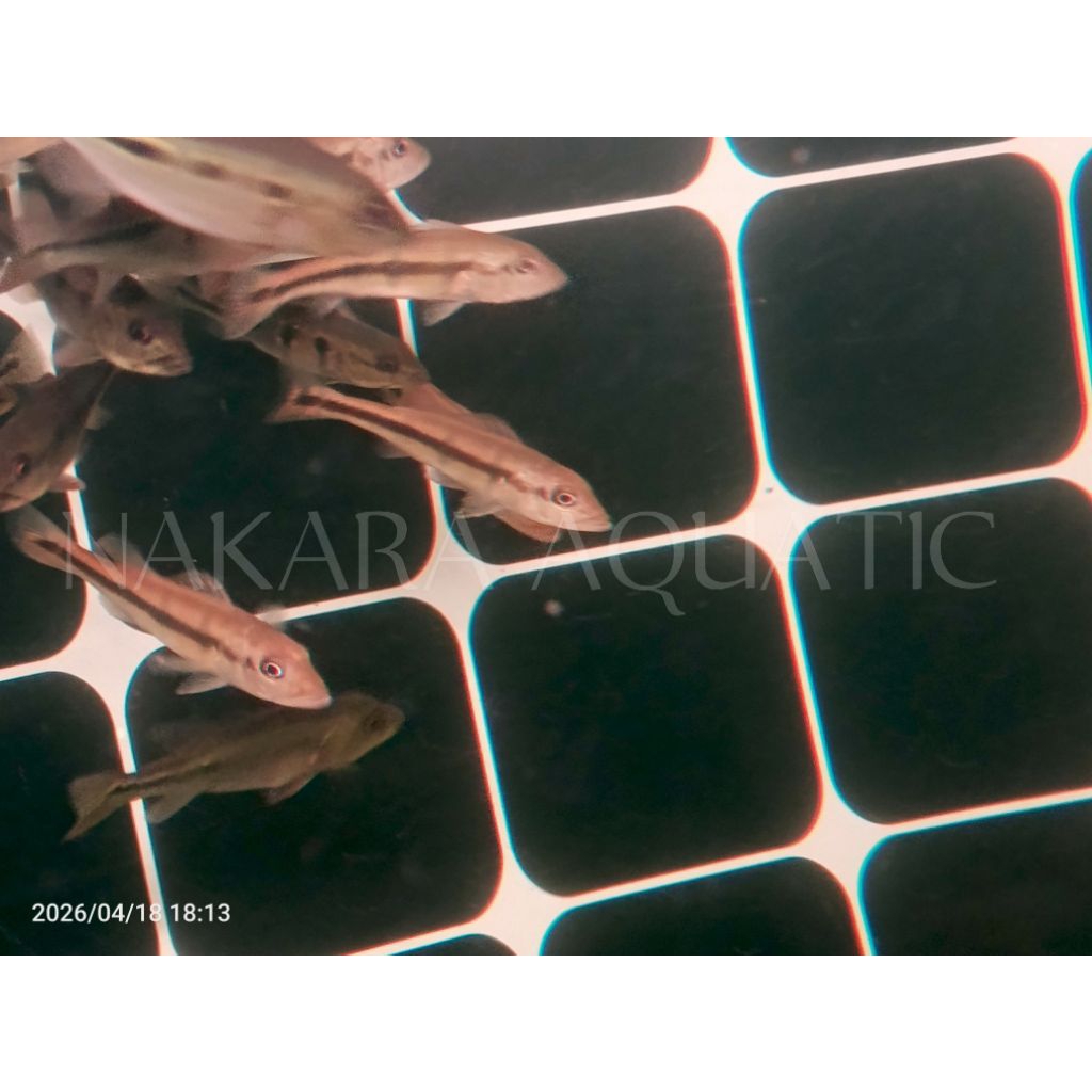 Pbass Temensis 9cm