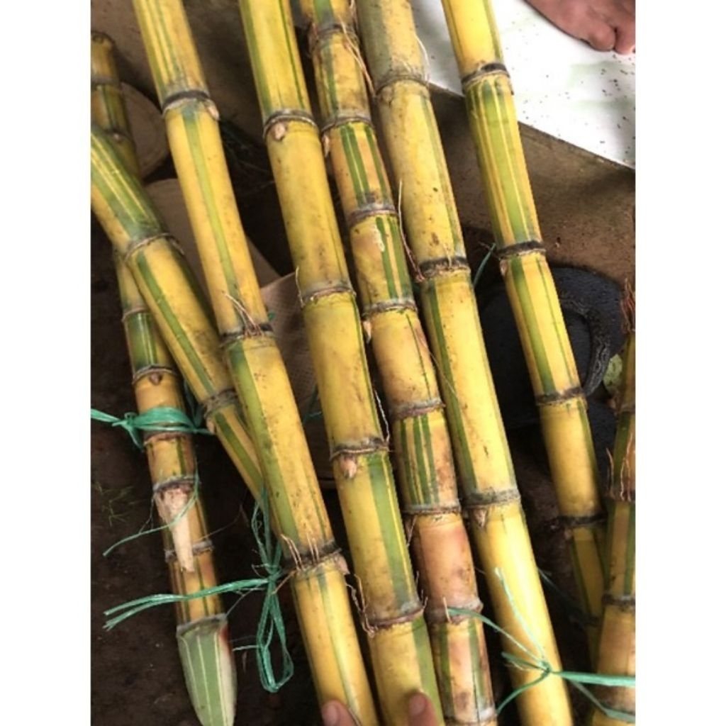 Tebu Kuning Manis Segar 1kg, Siap untuk Dikonsumsi atau Dijadikan Bibit
