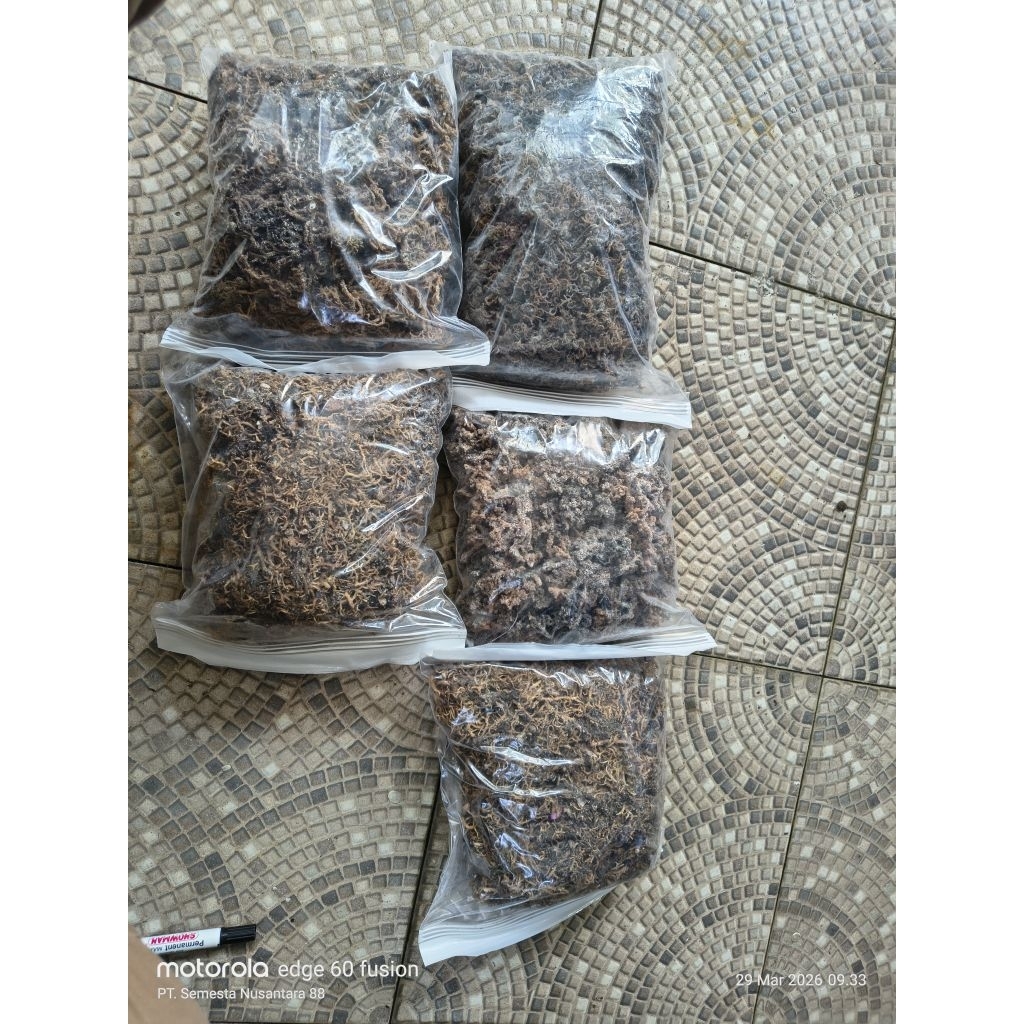 rumput laut kotoni per kg