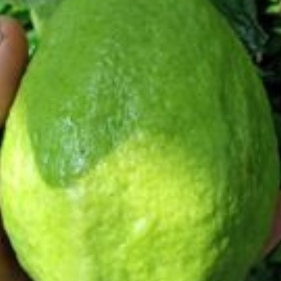 Bibit Jambu Biji Chegua Okulasi