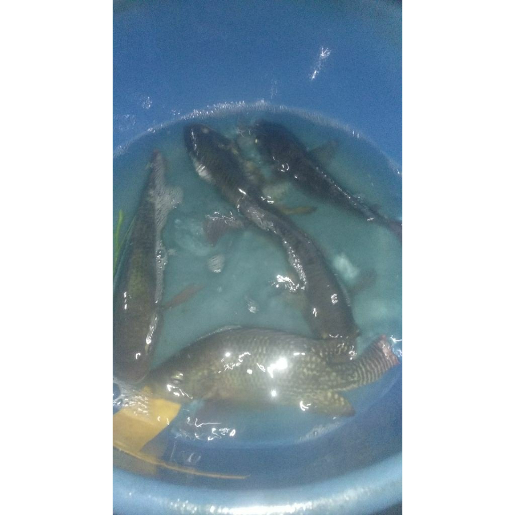 Harga ikan nila konsumsi Terbaru Jun 2026 | BigGo Indonesia