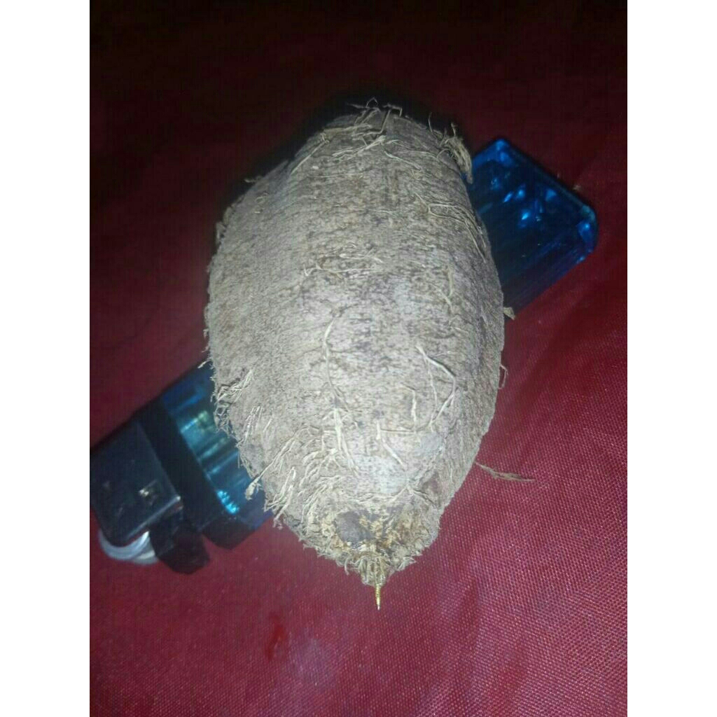 batu mestika kepompong susup emas