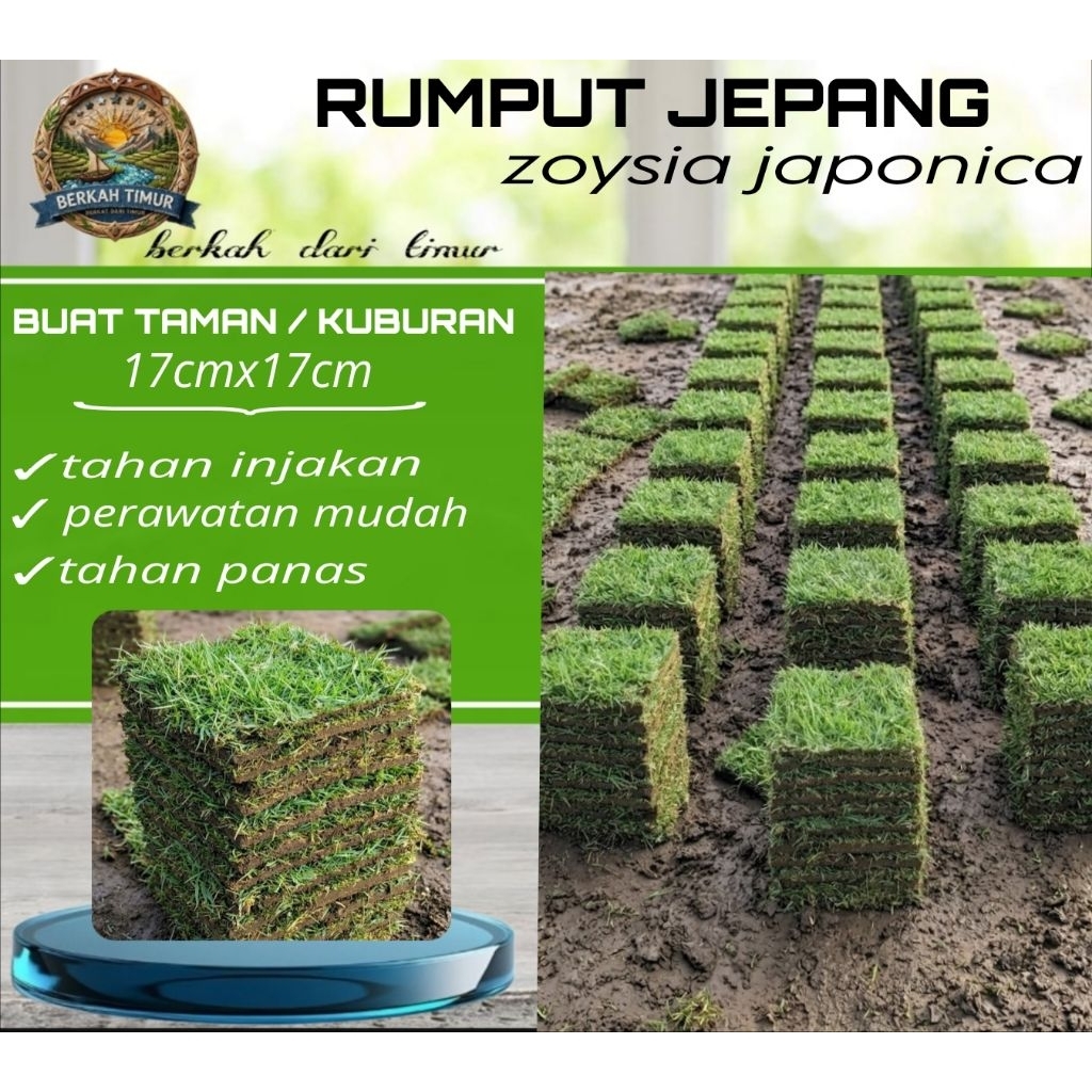 BERKAH TIMUR - RUMPUT JEPANG HIDUP |PERKOTAK|RUMPUT KUBURAN