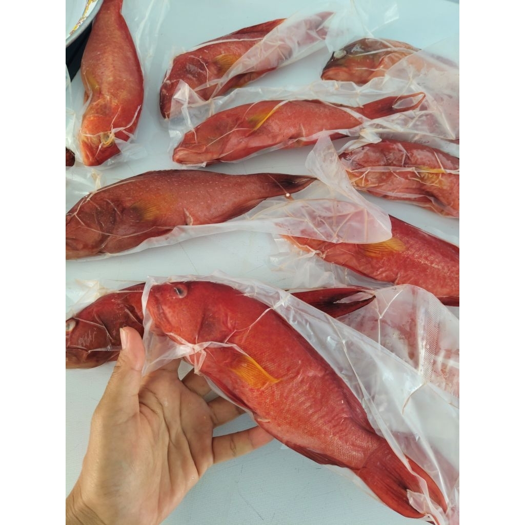 KERAPU MERAH