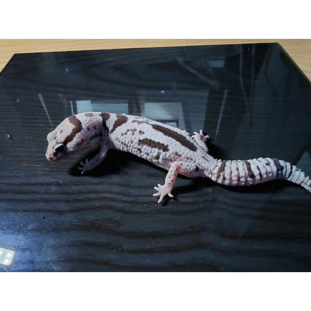 Mainan AFT Gecko WO