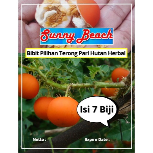 Bibit Pilihan Terong Pari Hutan Herbal | Biji Benih Terong Pari Hutan Herbal | Terong Hutan