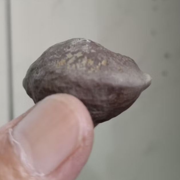 Kemiri Adu Muncang Adu Nyonyo ZT Ori Urgen Tua Jatuhan