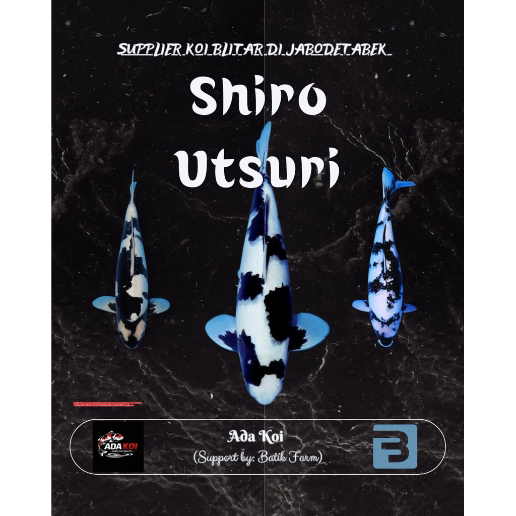 Ikan Koi Shiro Utsuri 10-20 cm - Shiro Utsuri - Koi Blitar - Grade A dan HQ - Ikan Koi