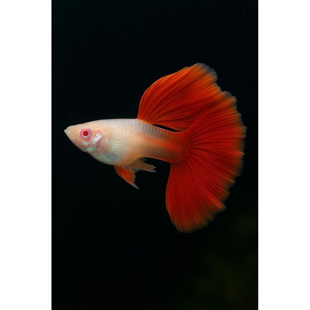 aksesoris aquarium albino hb red rosetail sepasng