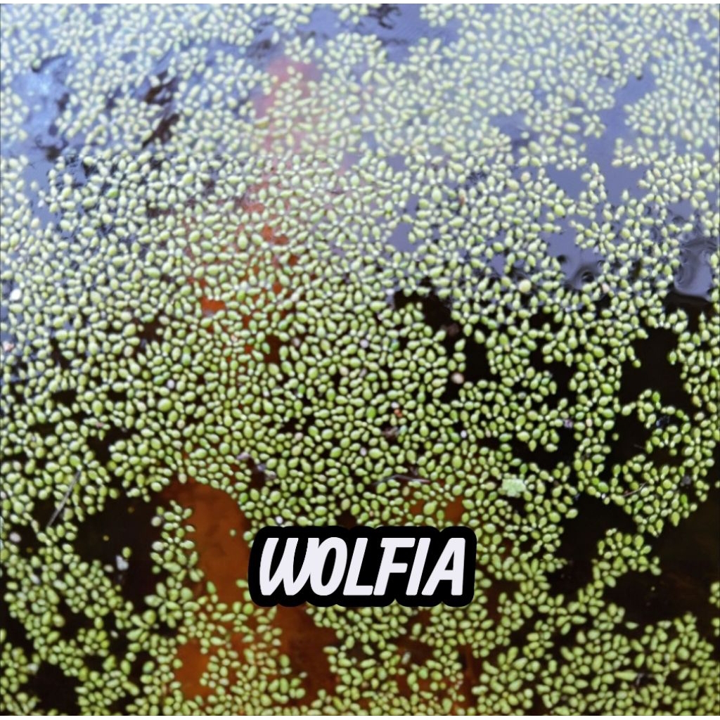Bibit Wolffia Wolfia Pakan Ikan Kecil, Larva, Burayak dan Itik Murah Untuk Pakan Alternatif
