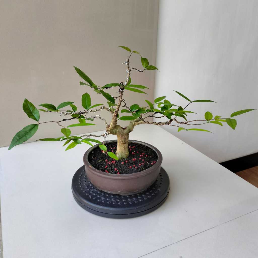 Bonsai Anting Putri - Pot Bundar - Siap Pajang