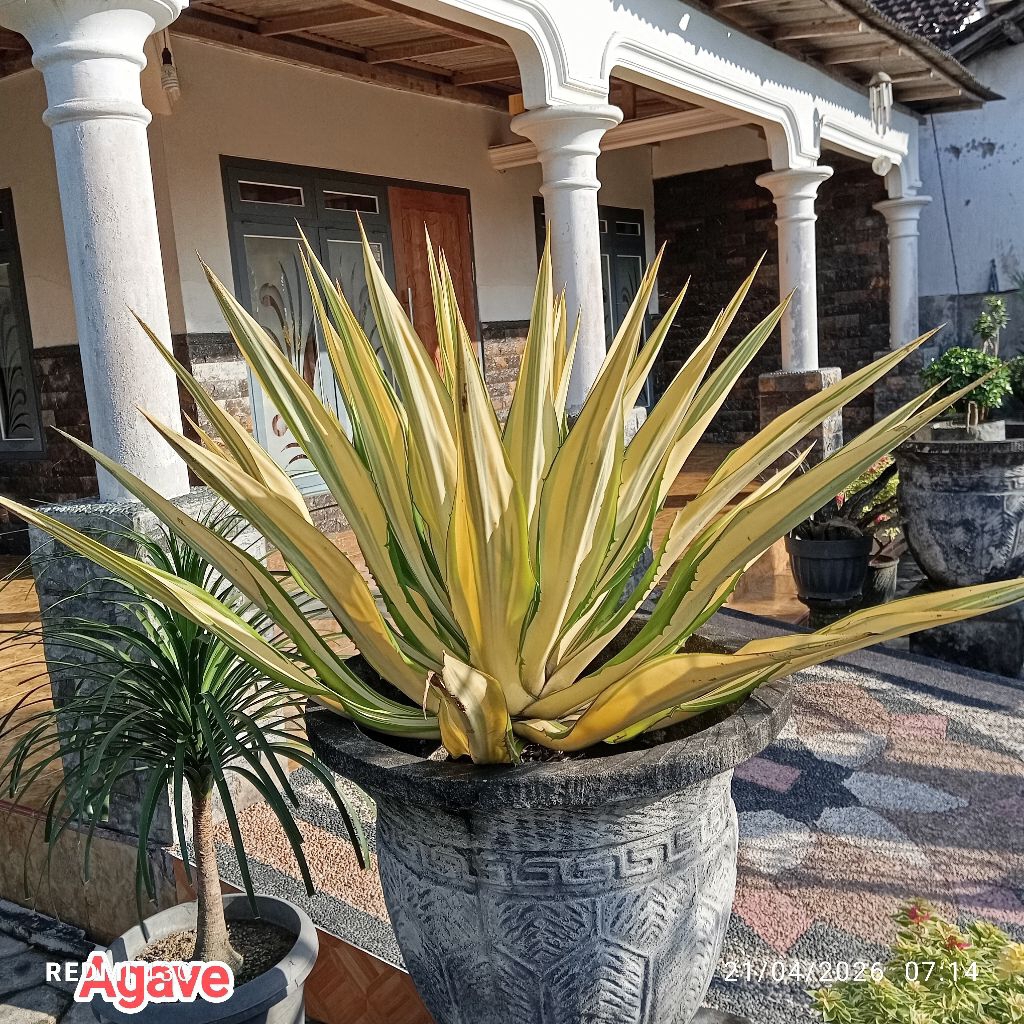 Tanam agave gigantea murah/ Agave putih/agave gigantea jumbo