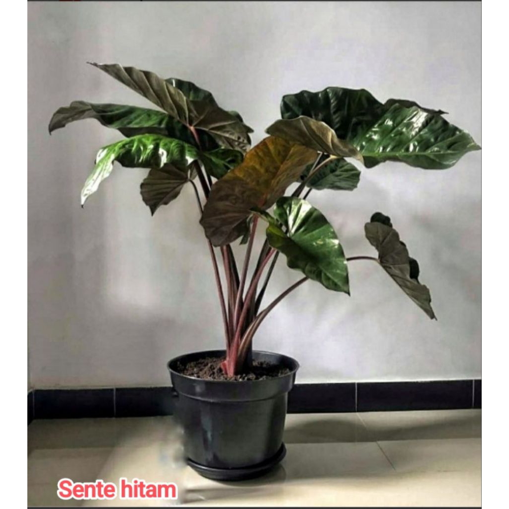 keladi sente hitam