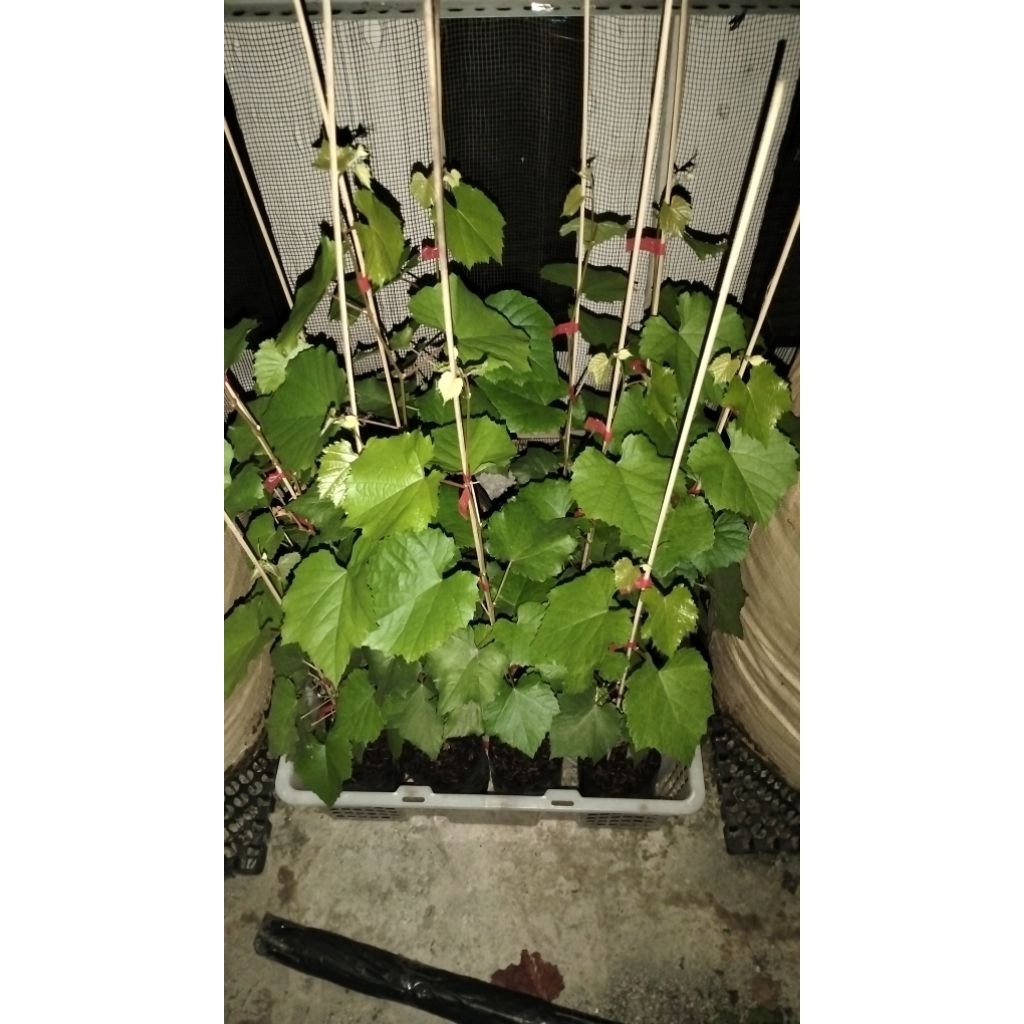 Bibit anggur import, anggur jupiter