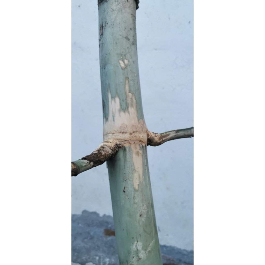 Bambu jimat temu ruas