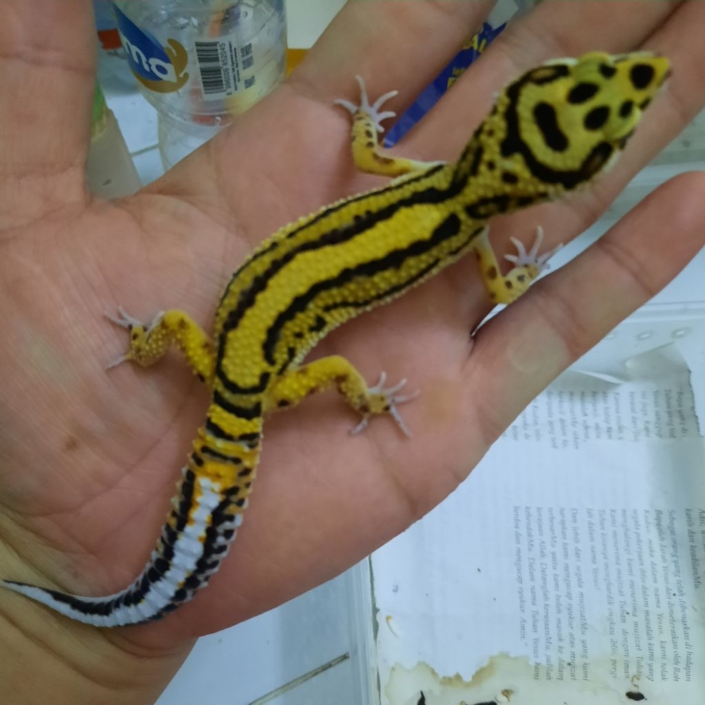 Hiasan Istimewa Gecko Leopard Macksnow Bold Stripe Premium stripe tebal dan rapi