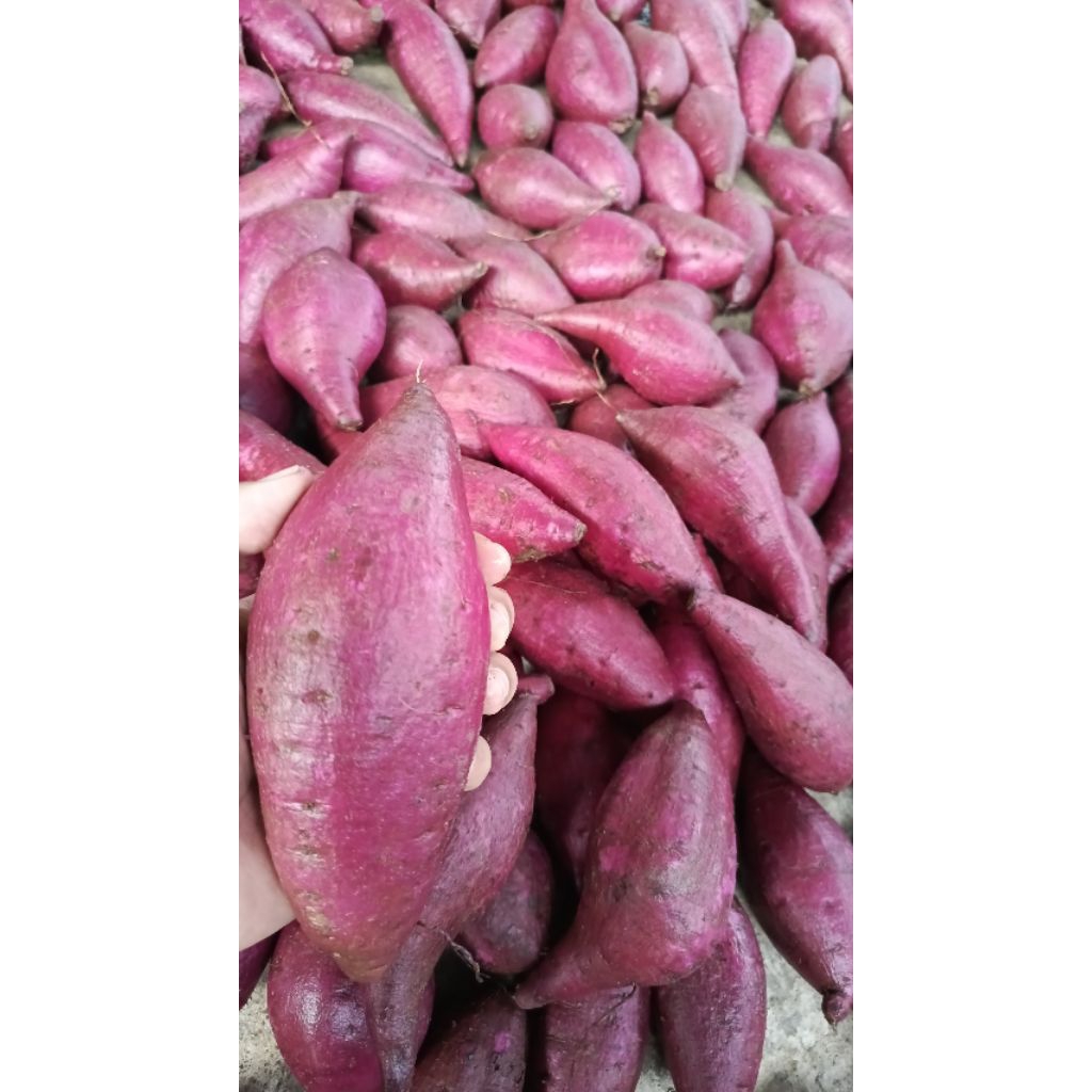 Ubi Ungu Premium Murasaki 500gram