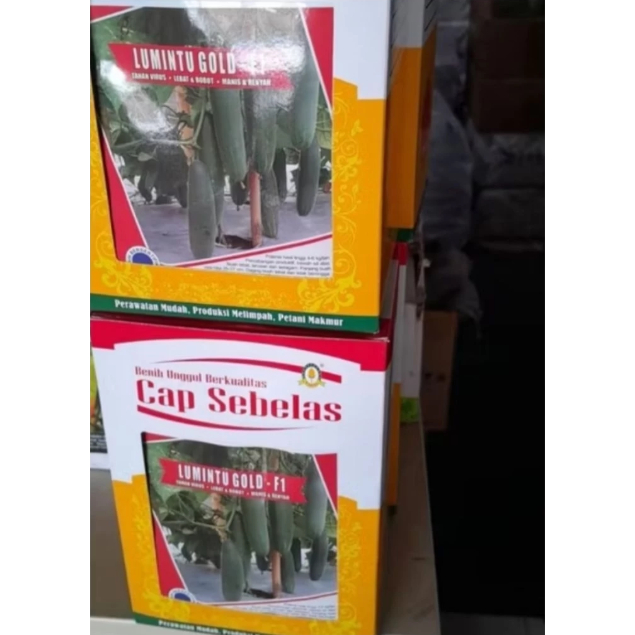 Benih Timun Cap Sebelas LUMINTU GOLD - F1 - 20gr / Bibit Timun Lumintu Gold F1