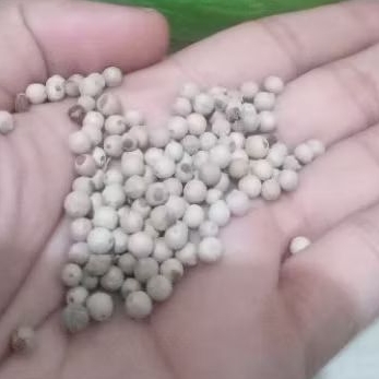 Lada putih/merica butir utuh 1kg