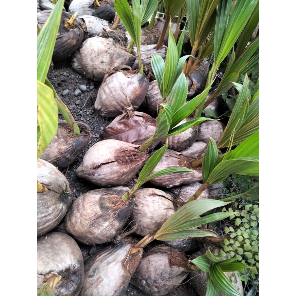 bahan bonsay kelapa batang hijau