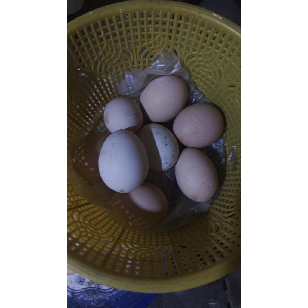 telur ayam kampung fertil
