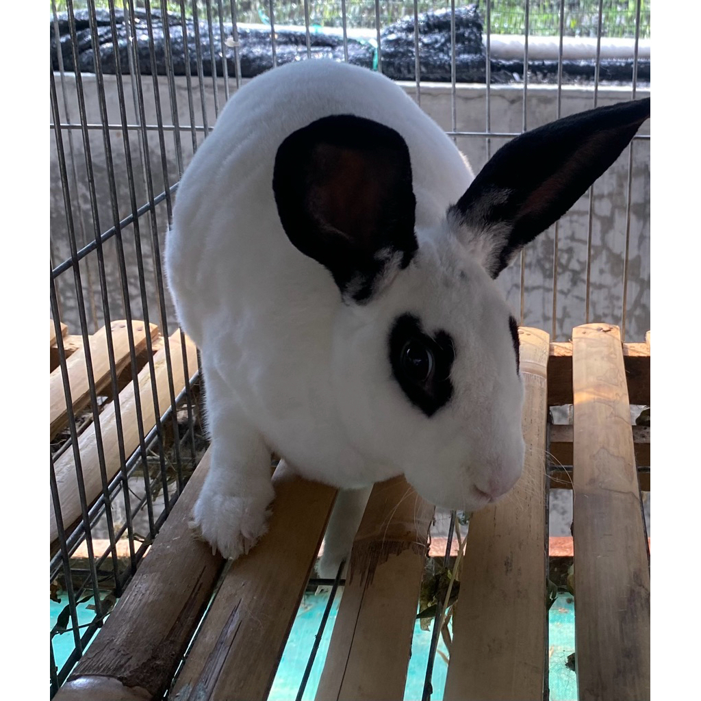 Kelinci Betina Rex