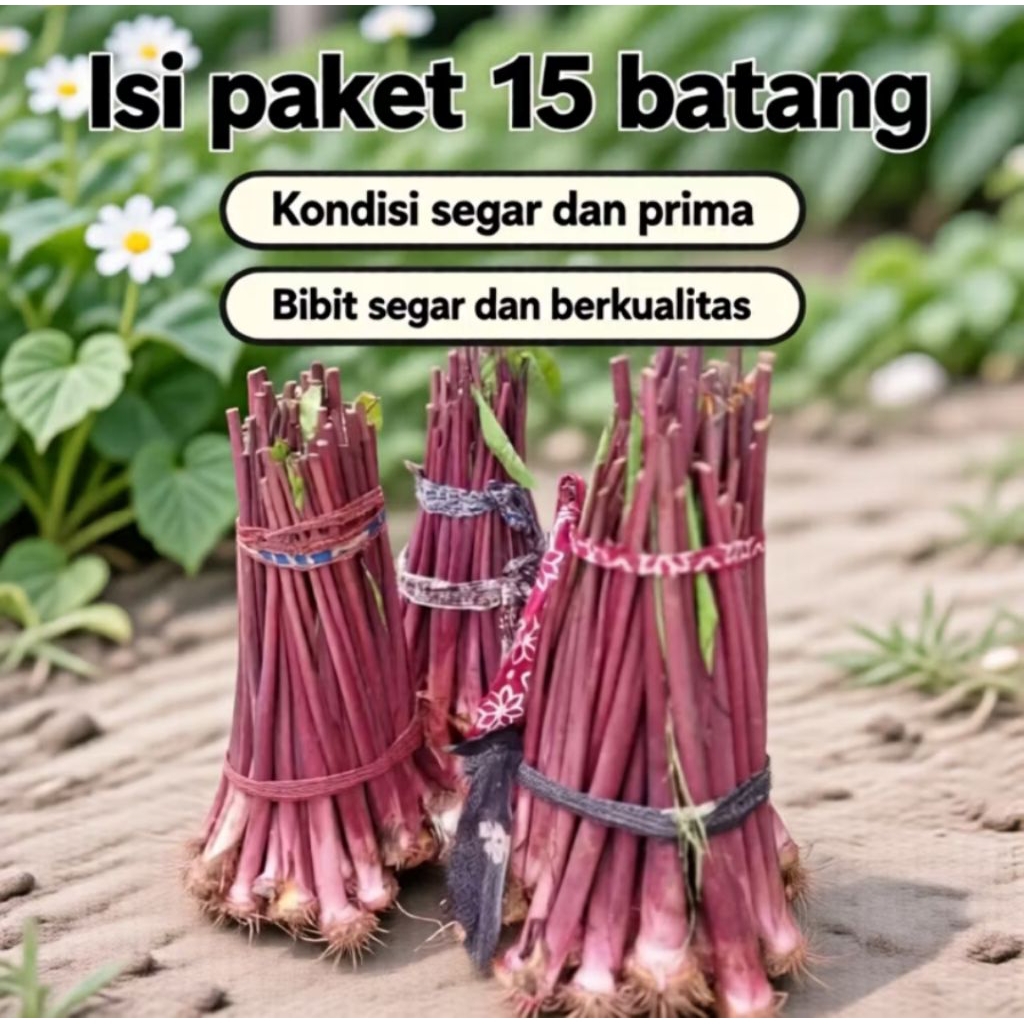 Talas Merah Pratama3 Talas Bogor isi 15 batang