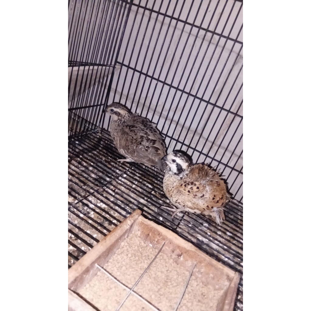 Telur Tetas (Cross) Silangan Puyuh Bobwhite Mexican x Bobwhite Northern / Classic