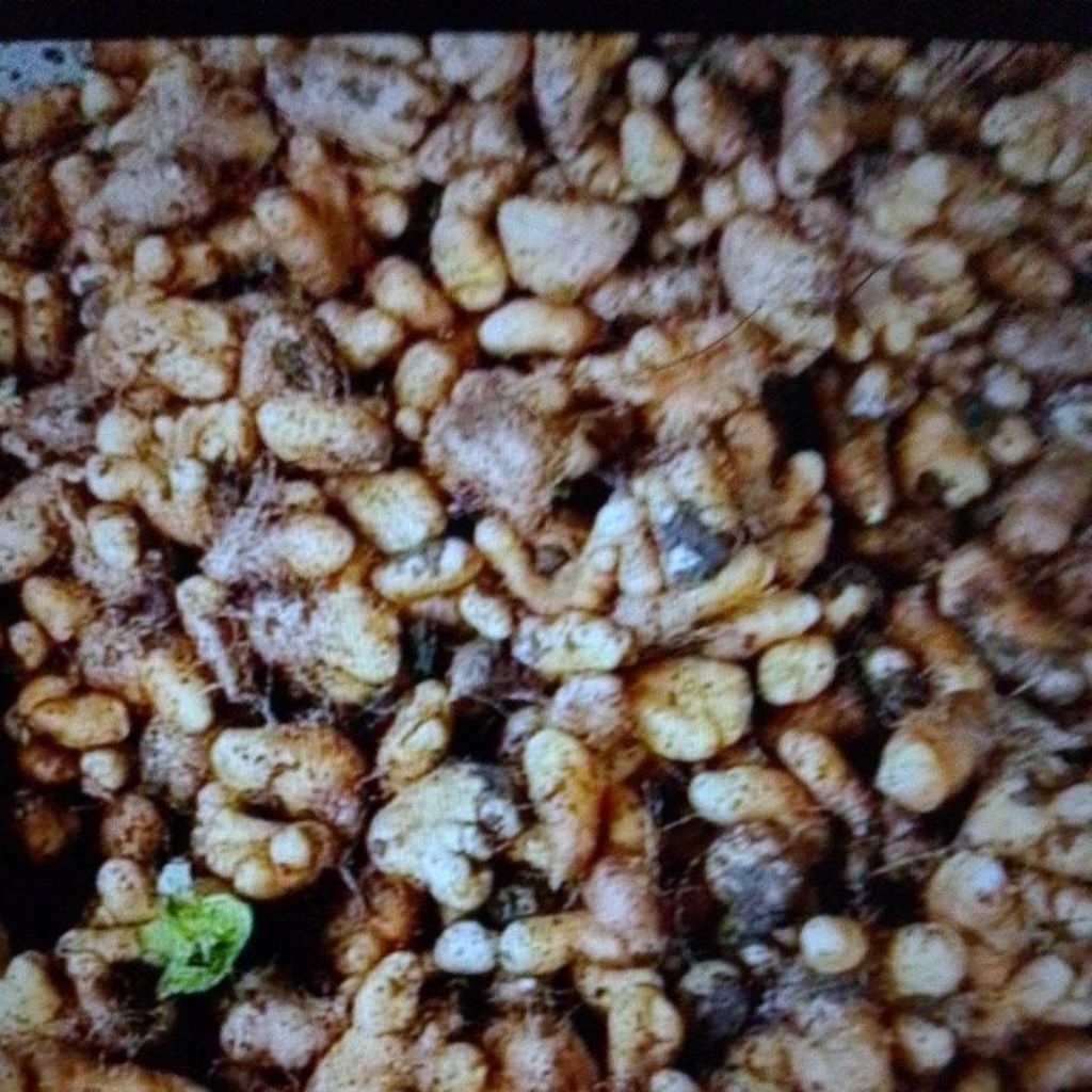 gembili ketan 1kg