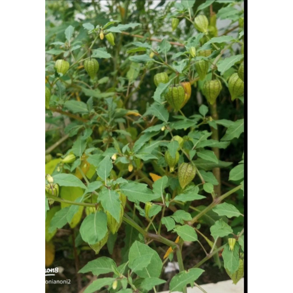 Daun herbal Ciplukan Segar