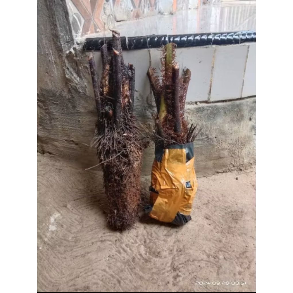 tanaman hias pakis monyet  jumbo / benih tanaman hias pakis monyet