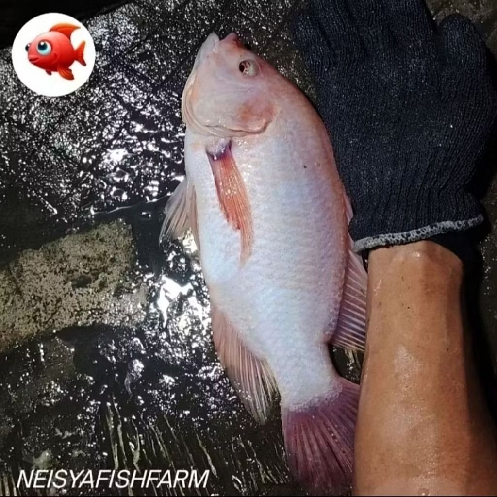 Indukan/Babon nila bangkok Nirwana (Premium)                                           BY NEISYA FIS