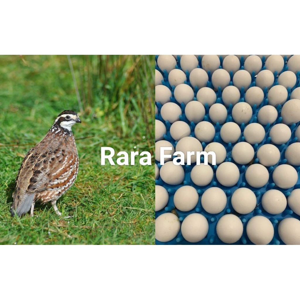 Telur Tetas Puyuh Bobwhite Northern (Hatching Eggs) – Rara Farm
