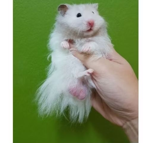 Hamster Syrian Long Hair