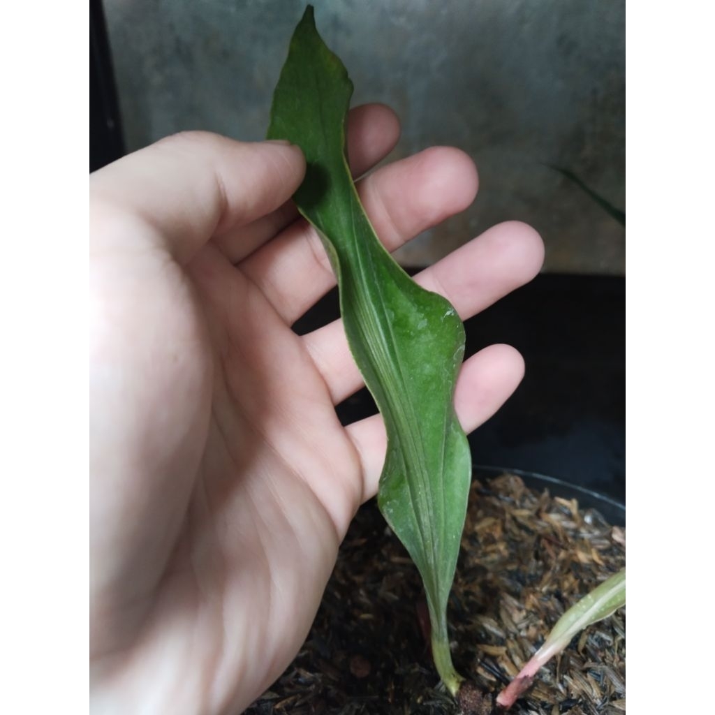 anthurium obor black bonggol