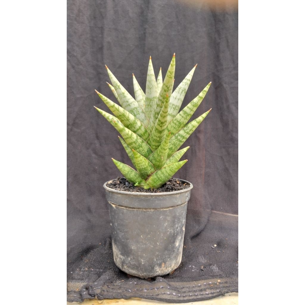 sensivera hybrid Cordova tom gramble x monsain