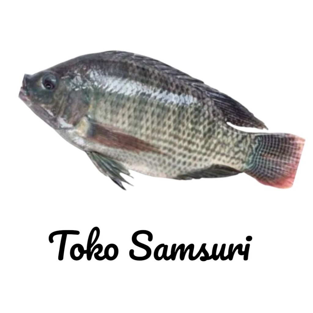 Ikan Nila Segar • Nila Hidup