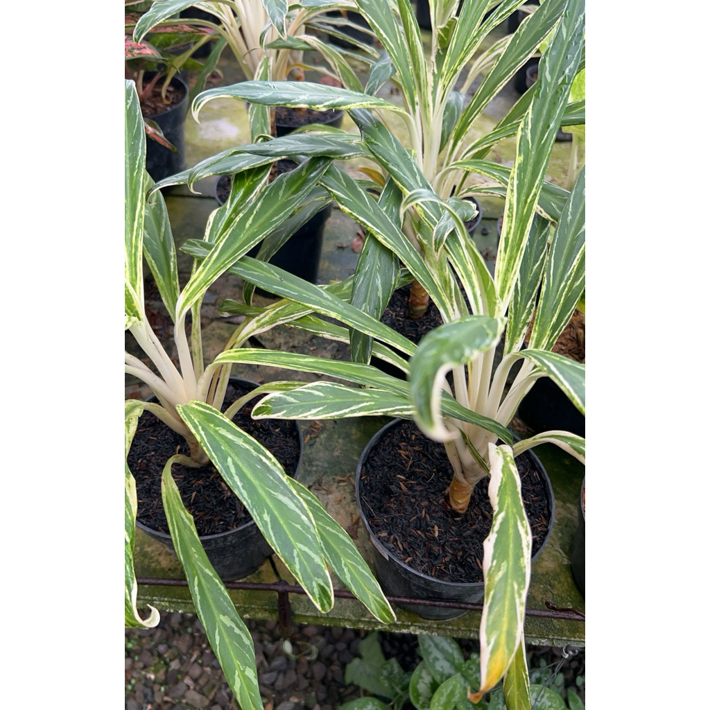 Aglaonema bamboo Aglaonema bambu