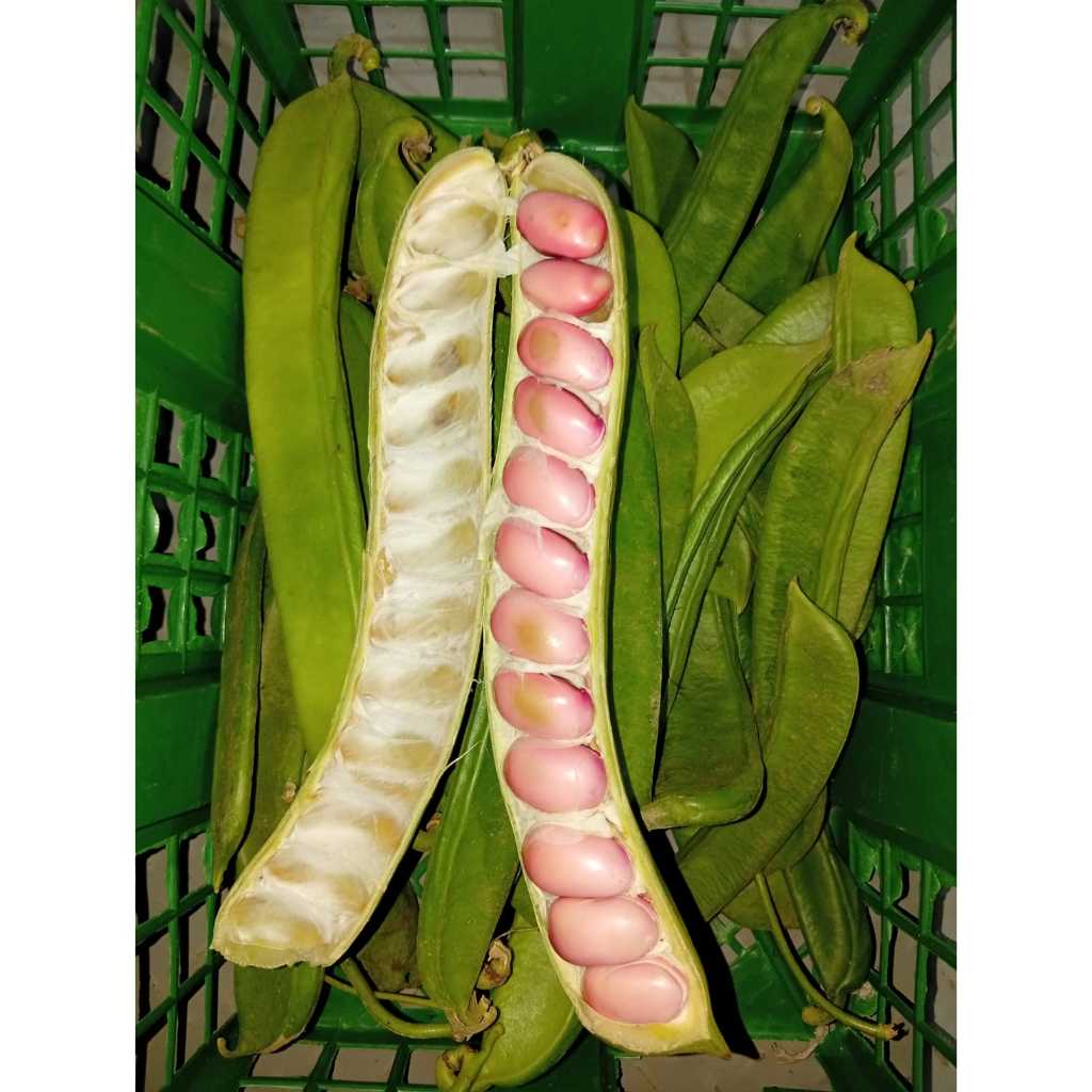 Kacang Koro Pedang