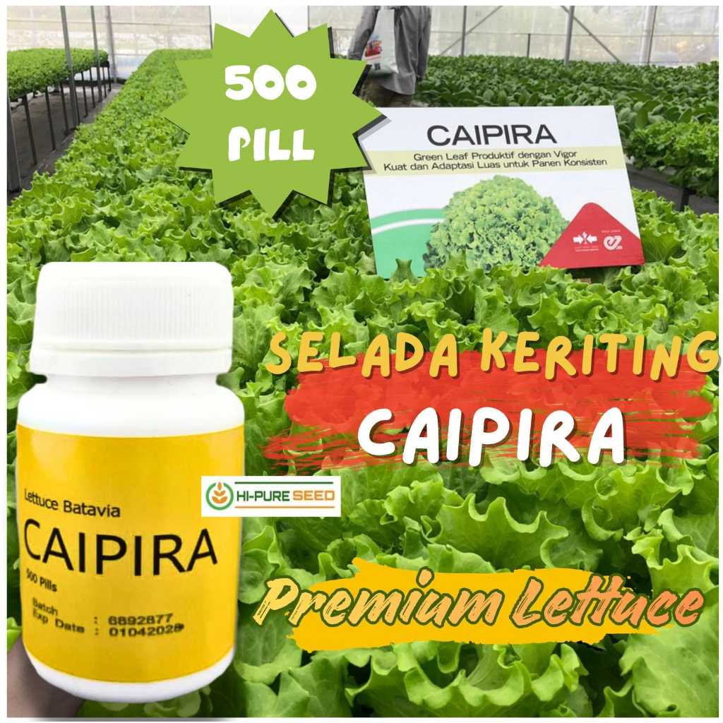 BENIH SELADA BATAVIA CAIPIRA ISI 500 pill ORIGINAL PACKING ENZA ZADEN