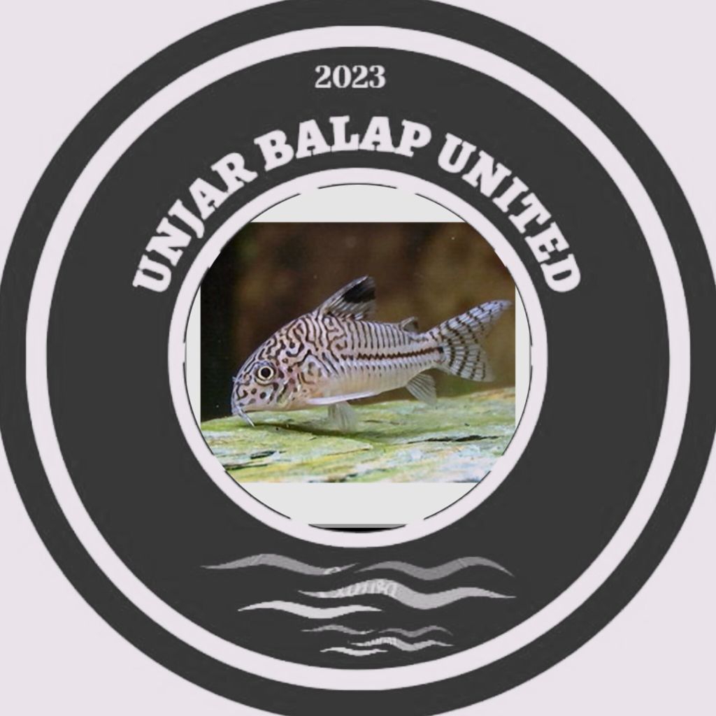 corydoras juli/ pemebersih aquarium /corydoras