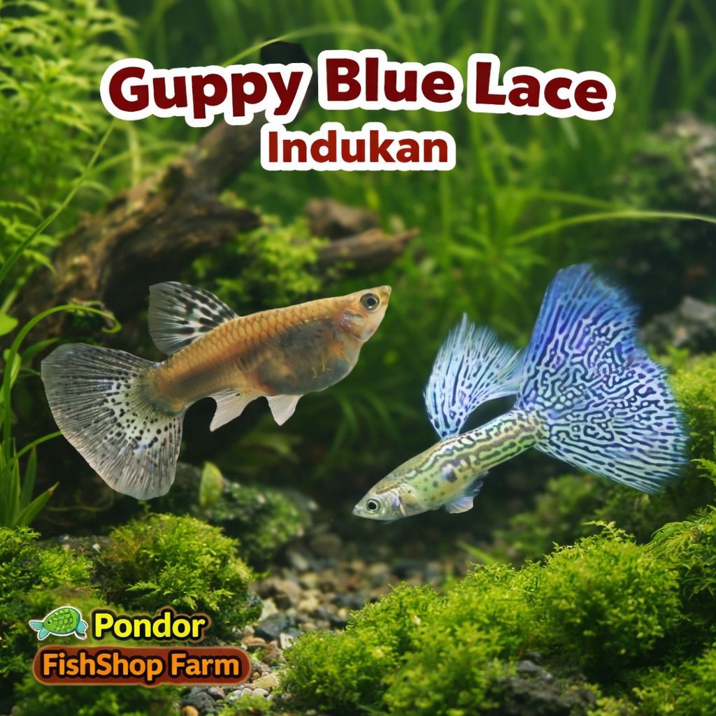 Guppy Blue Lace Indukan