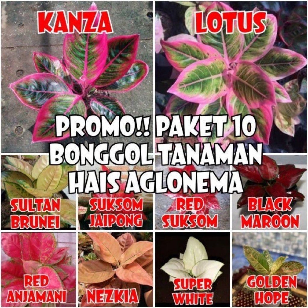 Paket Aglonema 10 Jenis Bonggol Tebal dan Sehat