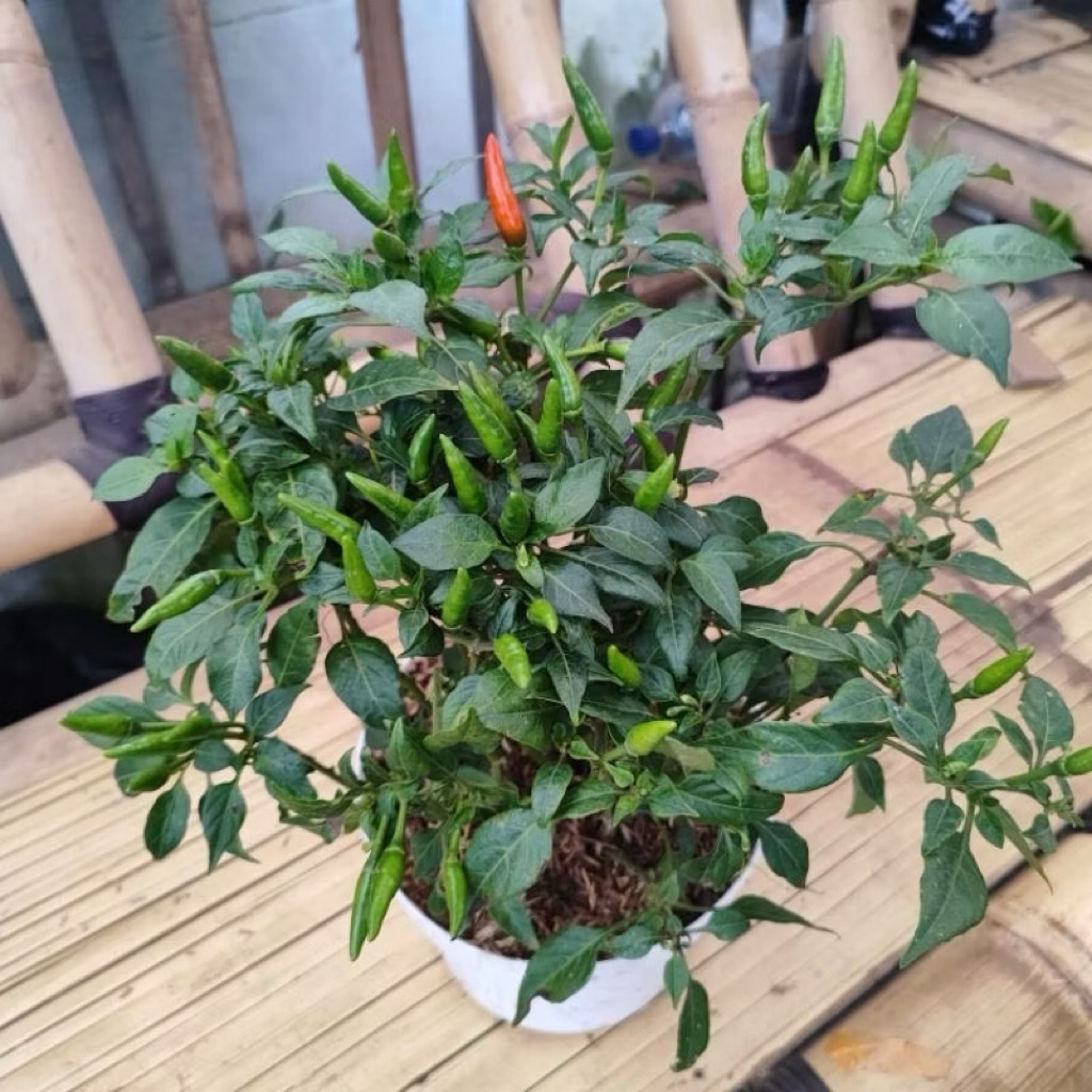 BISA COD Tanaman Cabe Rawit Hijau Sudah Berbuah-Bibit Cabe Rawit Hijau Pedas Sudah Berbuah
