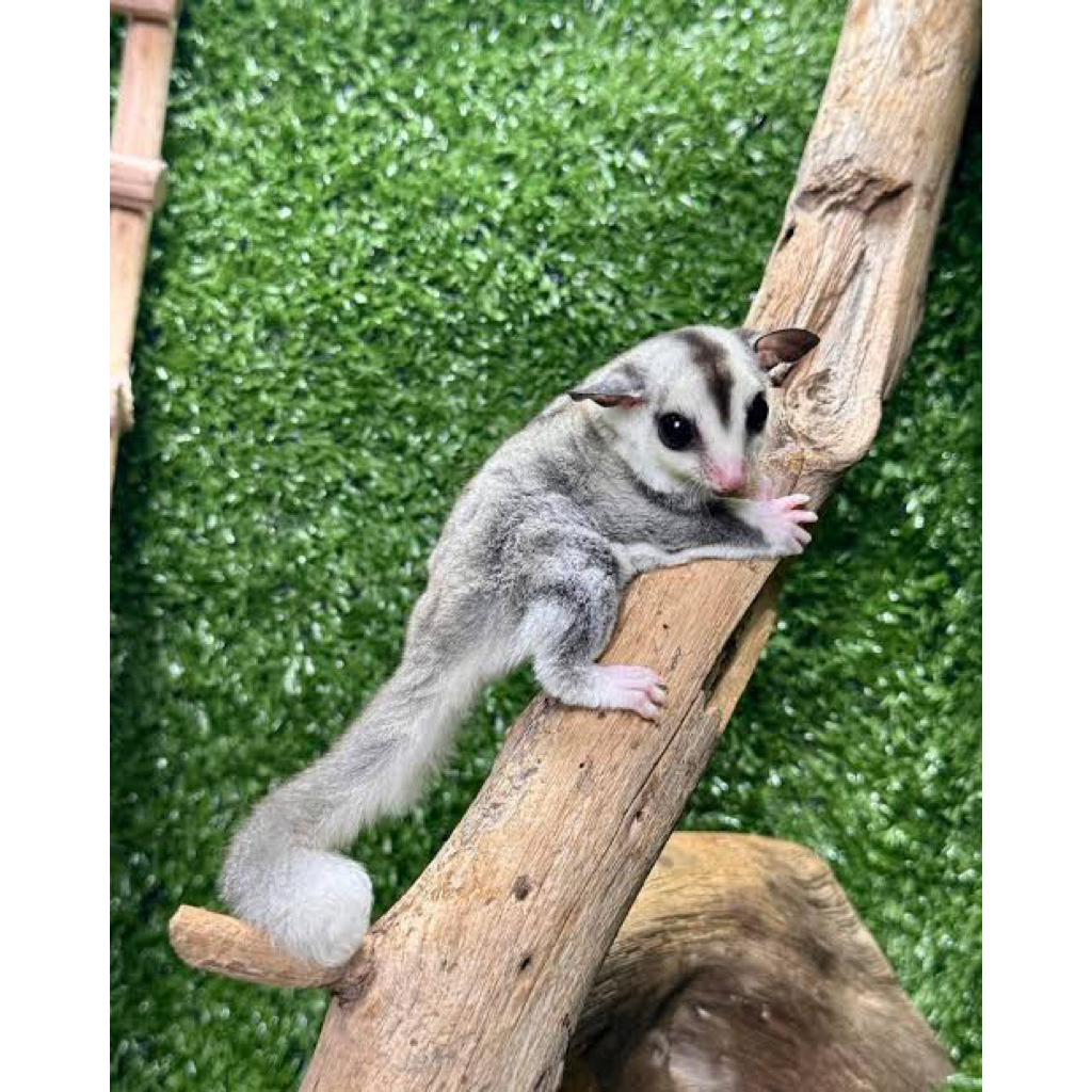 Aksesoris_Sugar_Glider_WhiteFace