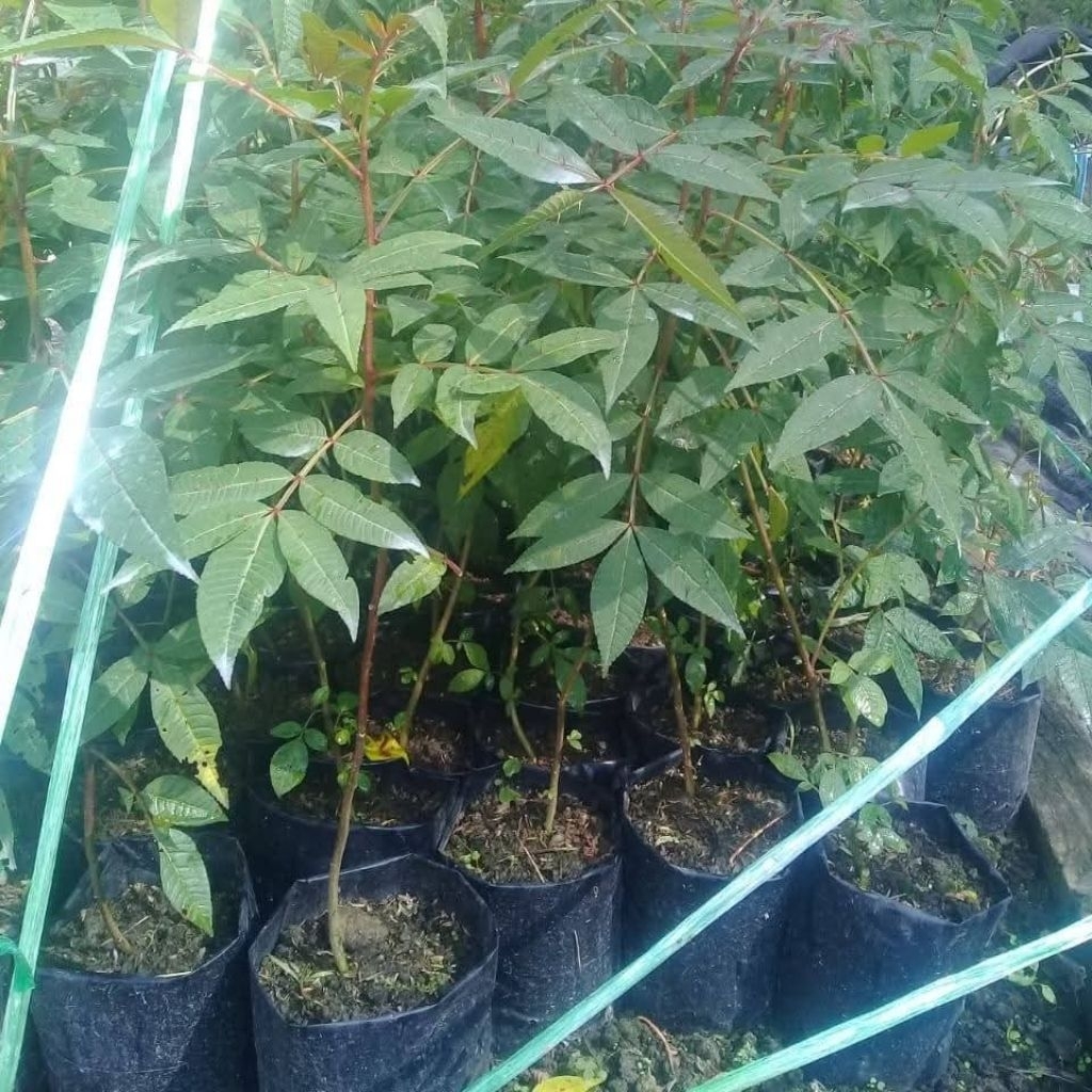 Bibit andaliman siap tanam