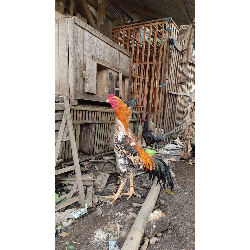 TELUR AYAM SHAMO EROPA 3 COLOUR ORIGINAL